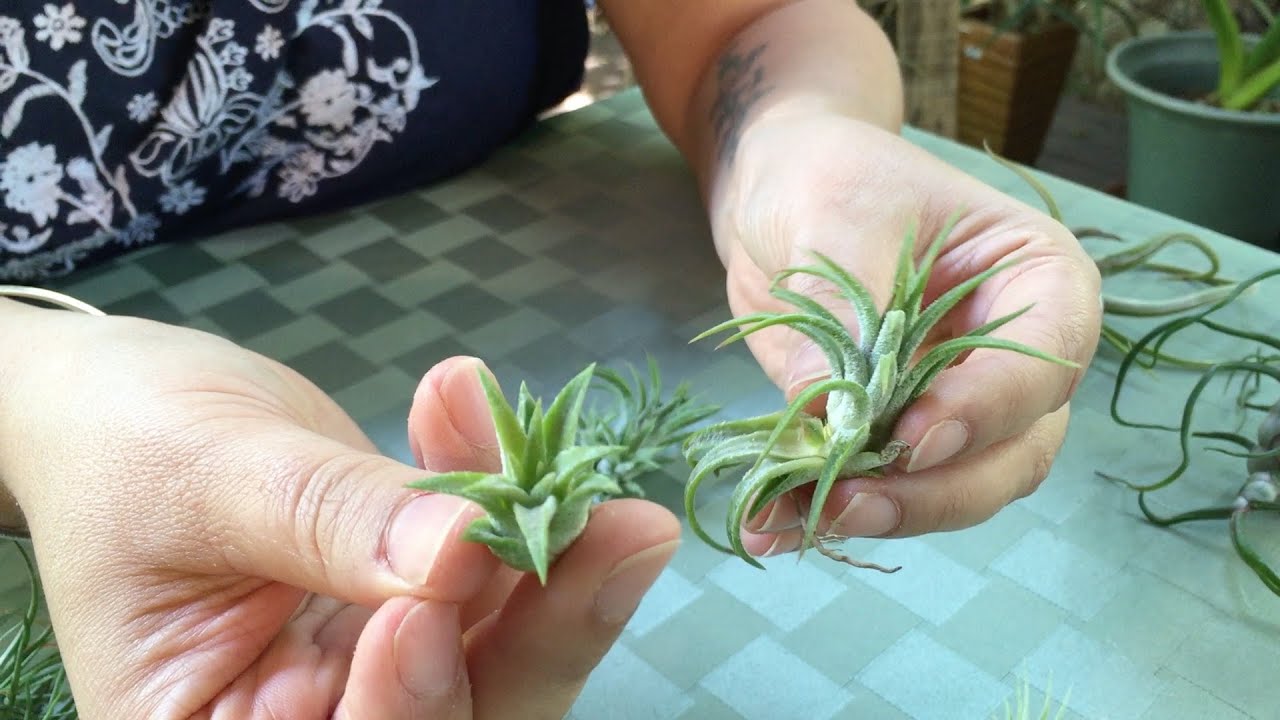 Air Plant Designs presents: Removing Air Plant Pups