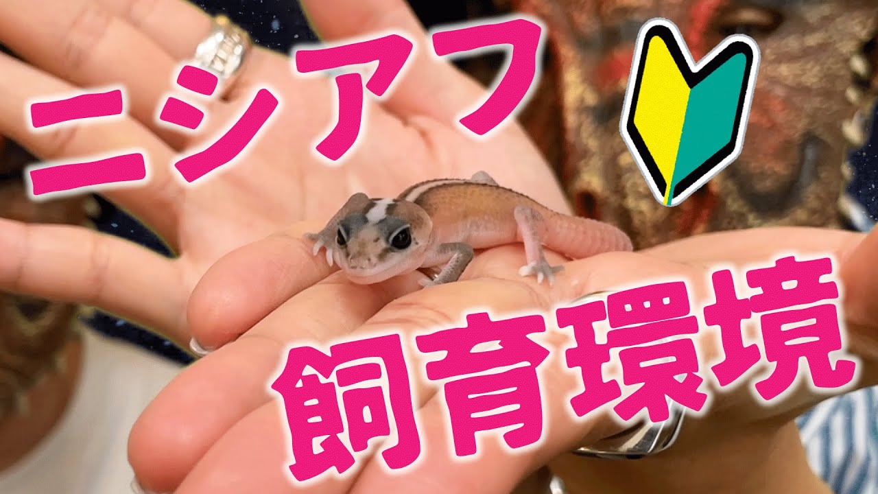 【超簡単】ニシアフの赤ちゃんのために飼育環境をセッティング！【かわいい】