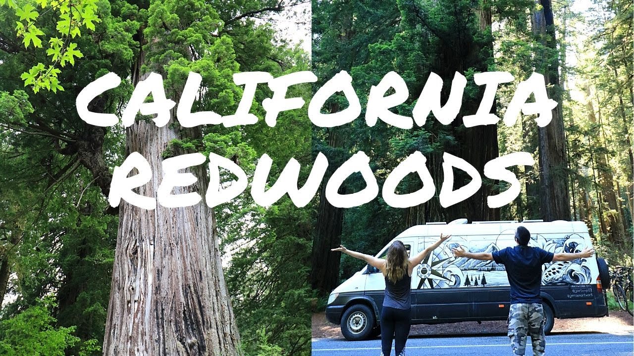 Three Day Road Trip in the California Redwoods Forest | FnA Van Life