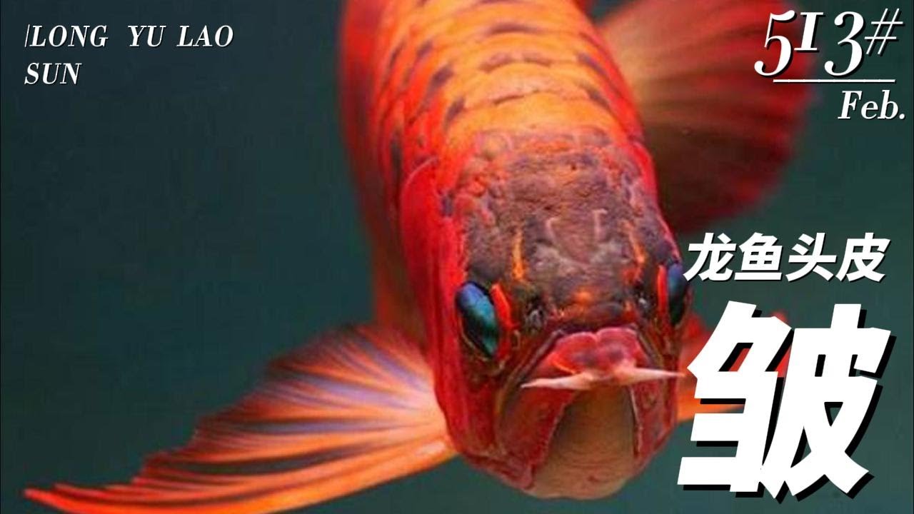 #513 Почему кожа головы арованы морщинится? Как это предотвратить?