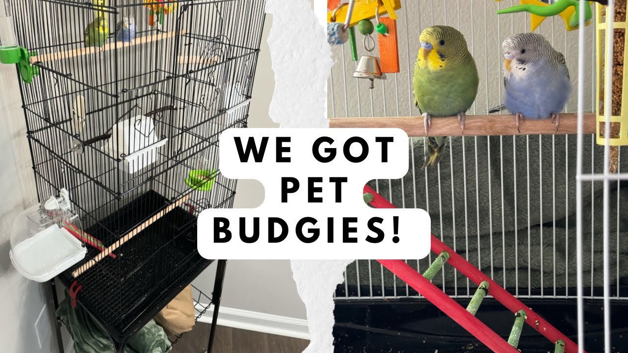 Buying Pet Budgies From PetSmart. New Bird Cage Upgrade From Amazon. Weekly Vlog.