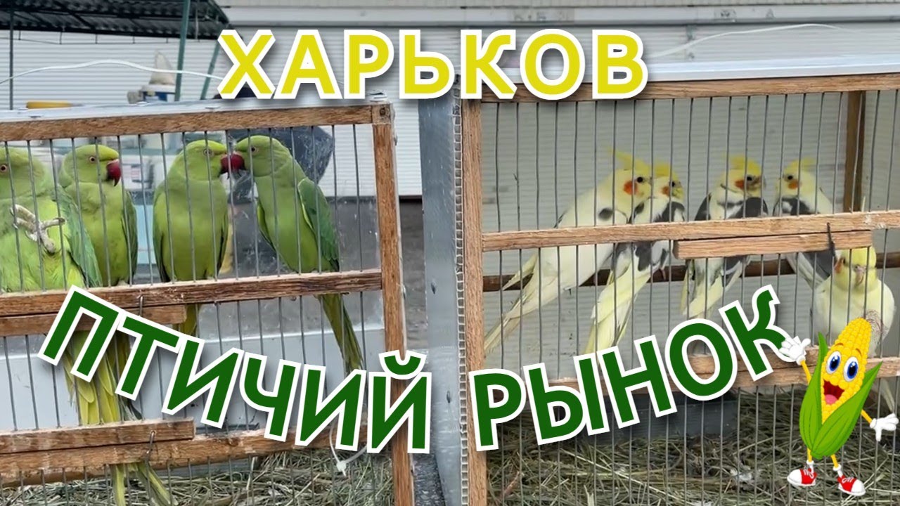 Птичий рынок в Харькове – экзотика 🦜, домашние питомцы 🐇 и море позитива! 😊 #ПтичийРынок #Харьков