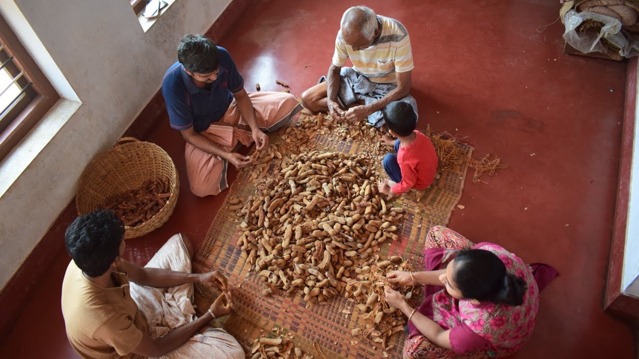 Tamarind processing | Hunase huli sangrahane | ಹುಣಸೆಹುಳಿ | Pulinkate making |  Process of Tamarind.