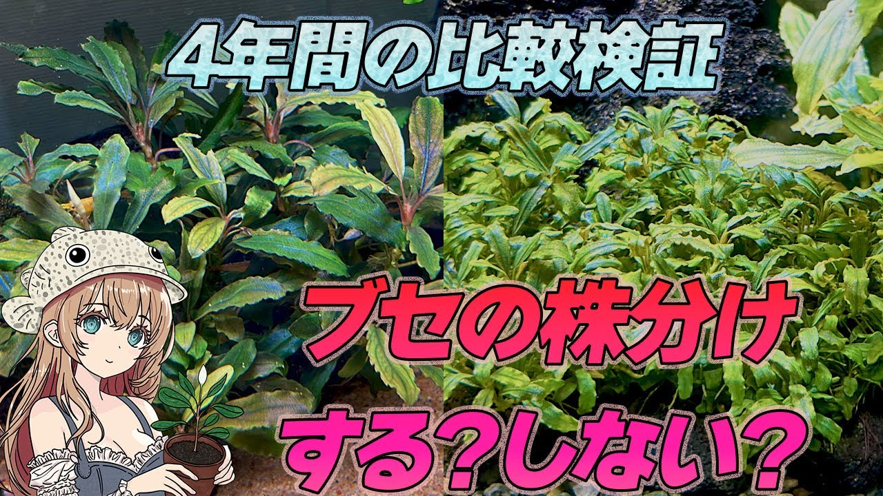 ブセの株分けする・しない？どちらが成長早いのか？4年間の比較検証してみた！