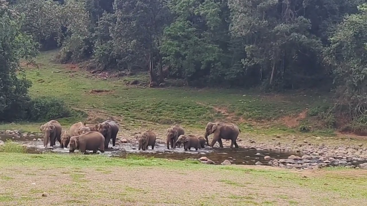 World famous spot in Munnar. Aanakulam wild elephants came to drink water in that particular place..