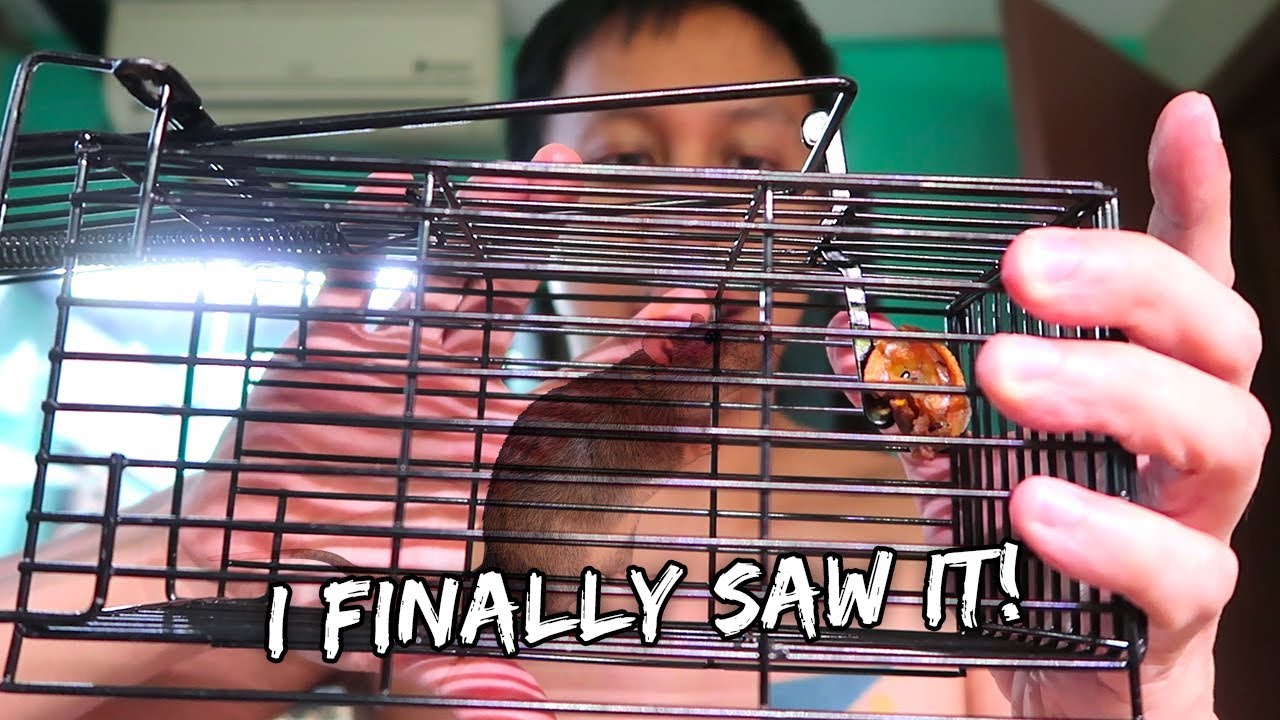 I Found The Mouse Loose In My Home | Vlog #872