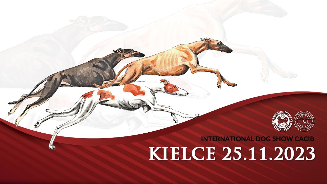 Kielce CACIB 25.11.2023