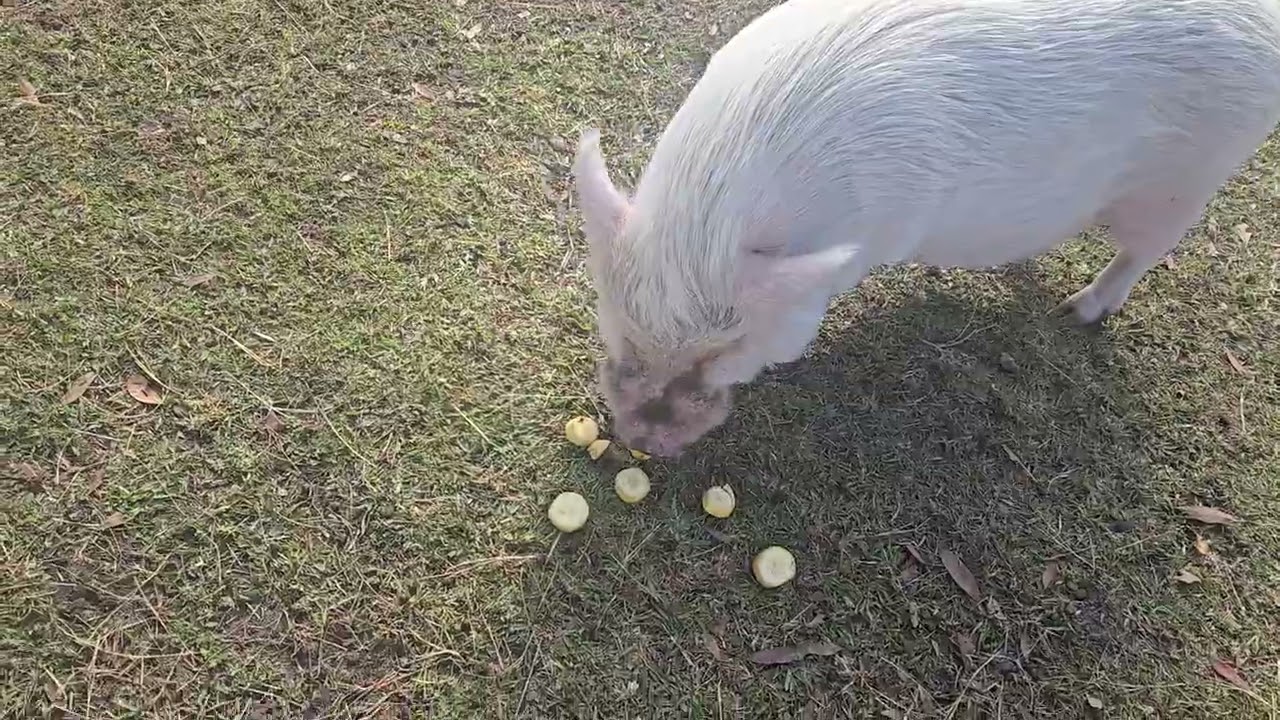 Banana loving boy!