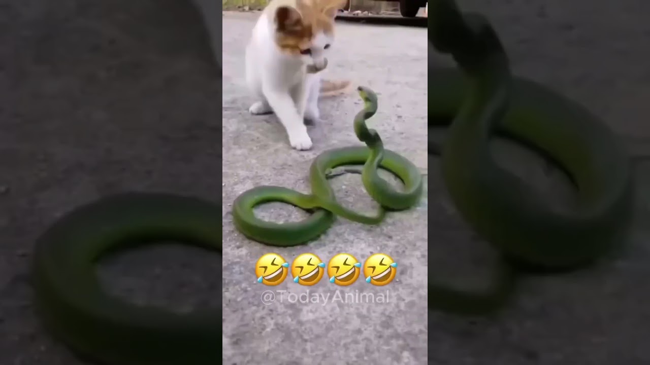 🐈Gato vs Cobra 🐍 QUE CORAGEM! #gato #fofo #viral #shorts #pet #divertido #animal