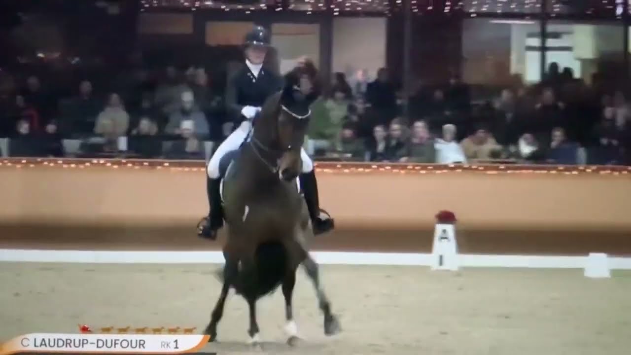Mount St John Freeestyle Evolution Of A Grand Prix Horse