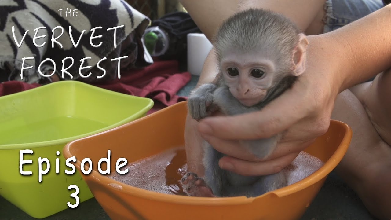Orphan Baby Monkey's Groot and Joli Take A Bath - Ep. 3
