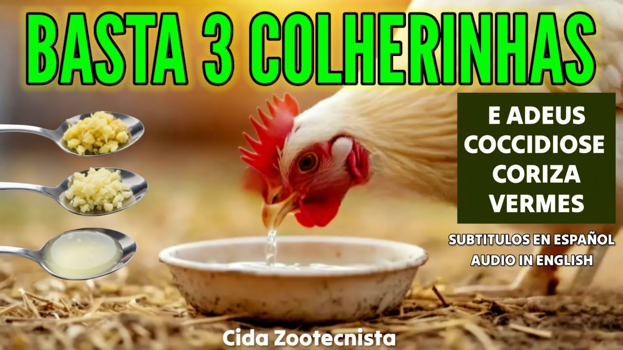 BASTA 3 COLHERINHAS E ADEUS COCCIDIOSE, CORIZA E VERMES