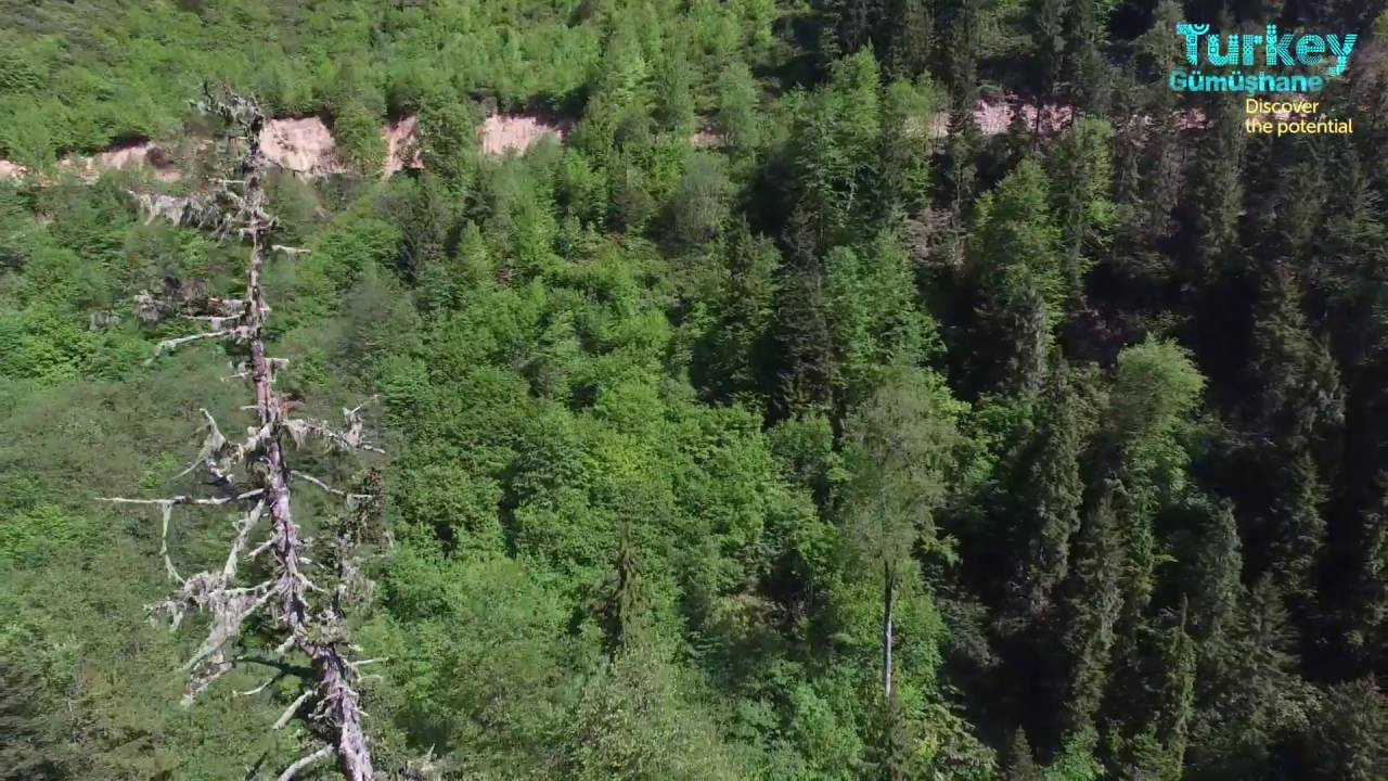 G&uuml;m&uuml;şhane Turkey &Ouml;r&uuml;mcek Ormanları
