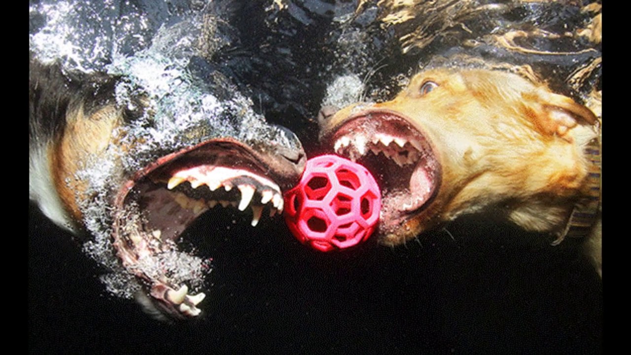 Underwater Dogs In Action POV Pictures