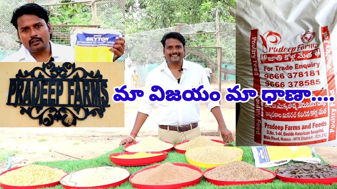 Natukodi farming|Natukodi farming telugu|Pradeep farms|Natukodi feed business|Natukodi farm|Natikodi