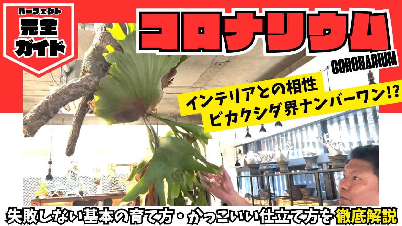 【完全ガイド】ビカクシダ・コロナリウムの育て方｜失敗しない育成とかっこいい仕立て方のコツを解説