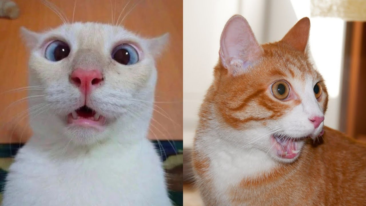 😹Коты 2022 смешные котики. 😹Приколы с котами до слез. Я СМЕЯЛСЯ ПОЛЧАСА 😹Funny cats tiktok 2022-2021