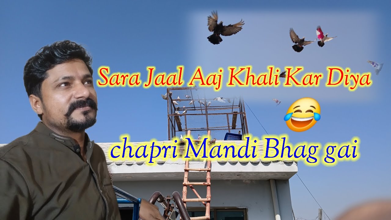 Sara Jaal Aaj Khali Kar Diya🕊️ chapri Madi Chala gai ,,AAA pigeon vlogs