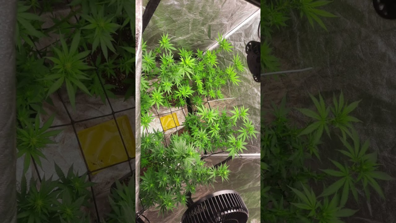 German Grow Life 1