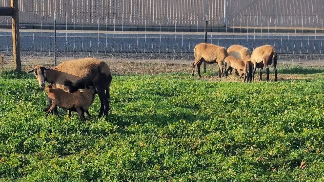 A Video About Grass and American Blackbelly Sheep