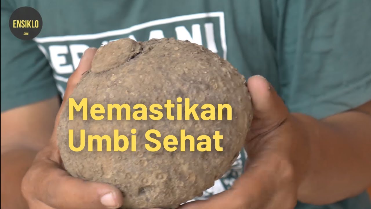 Cara Mengatasi Pembusukan pada Bibit Umbi Porang