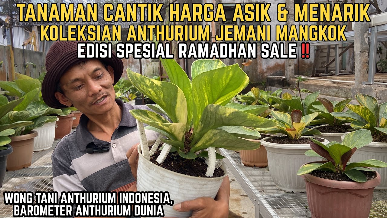 TIDAK ADA KATA RUGI SELAGI TANAMAN ITU TIDAK MATI!! EDISI SPESIAL RAMADHAN SALE BERSAMA LANA OZY!!