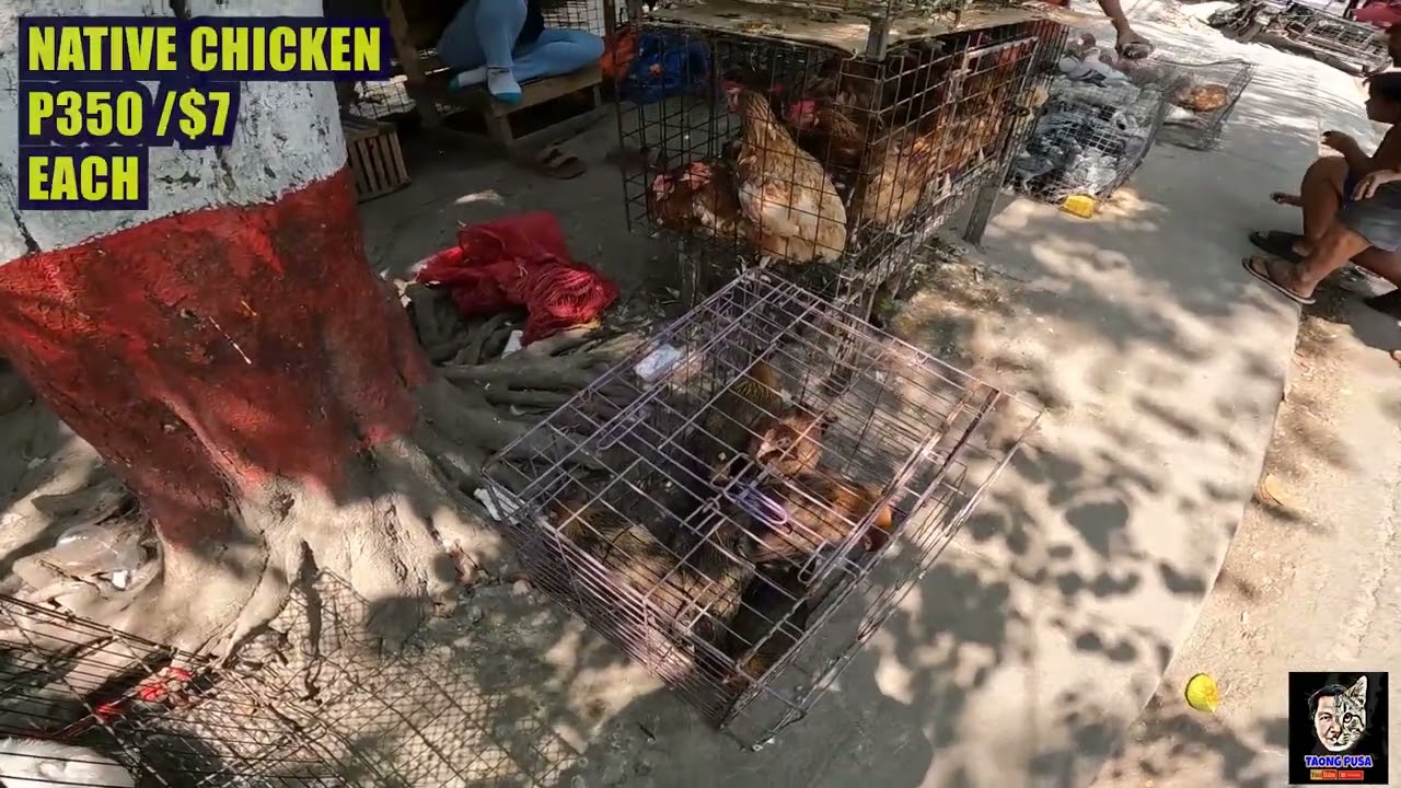 ANGELES PAMPANGA PET MARKET| LIVESTOCK ANIMALS FOR SALE SOBRANG MURA KAYA PINAPAKYAW NG TAO!vlog#565