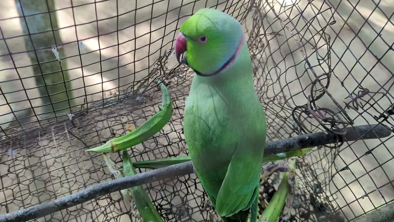 එයා කතාරන ලස්සන.  🦜😎👍❤️#parrot #animals #viralvideo #tranding #nature #wildlife