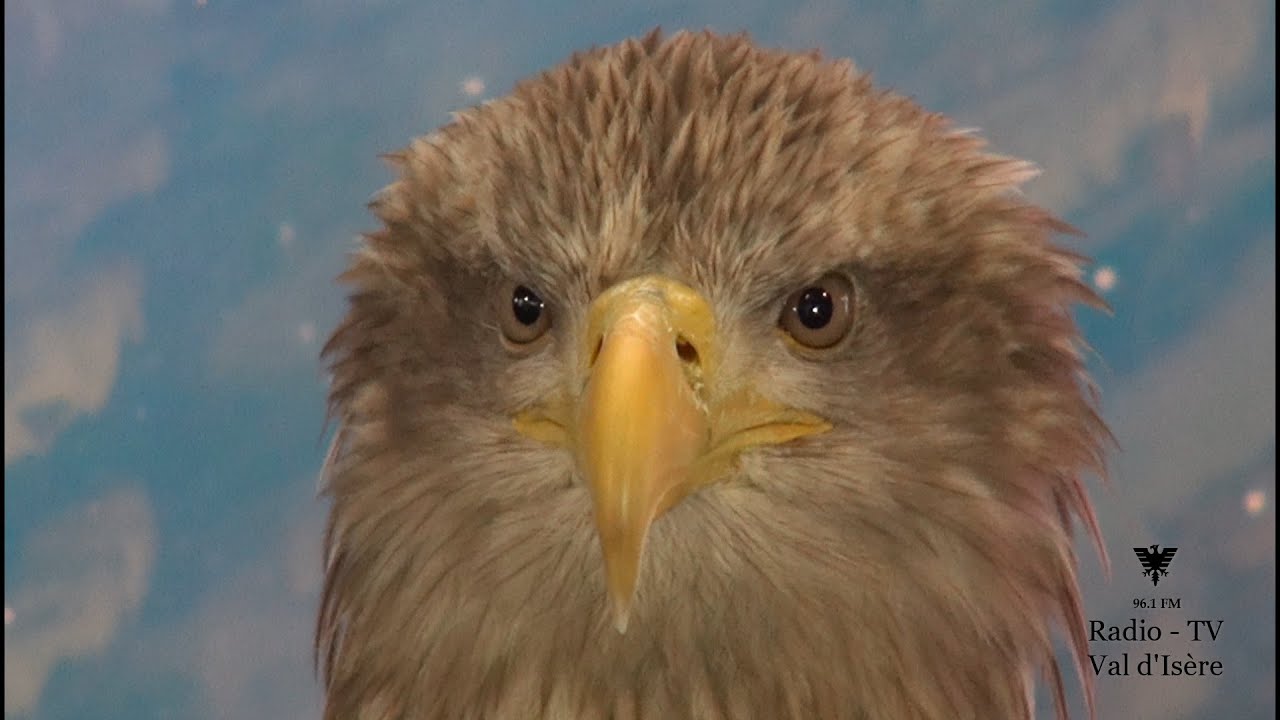 A la rencontre d'un fauconnier et de son aigle !