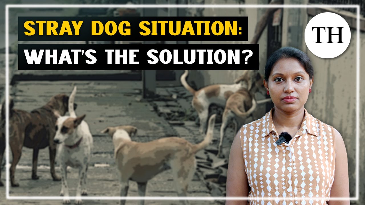Stray dog situation in Bengaluru: what's the solution?