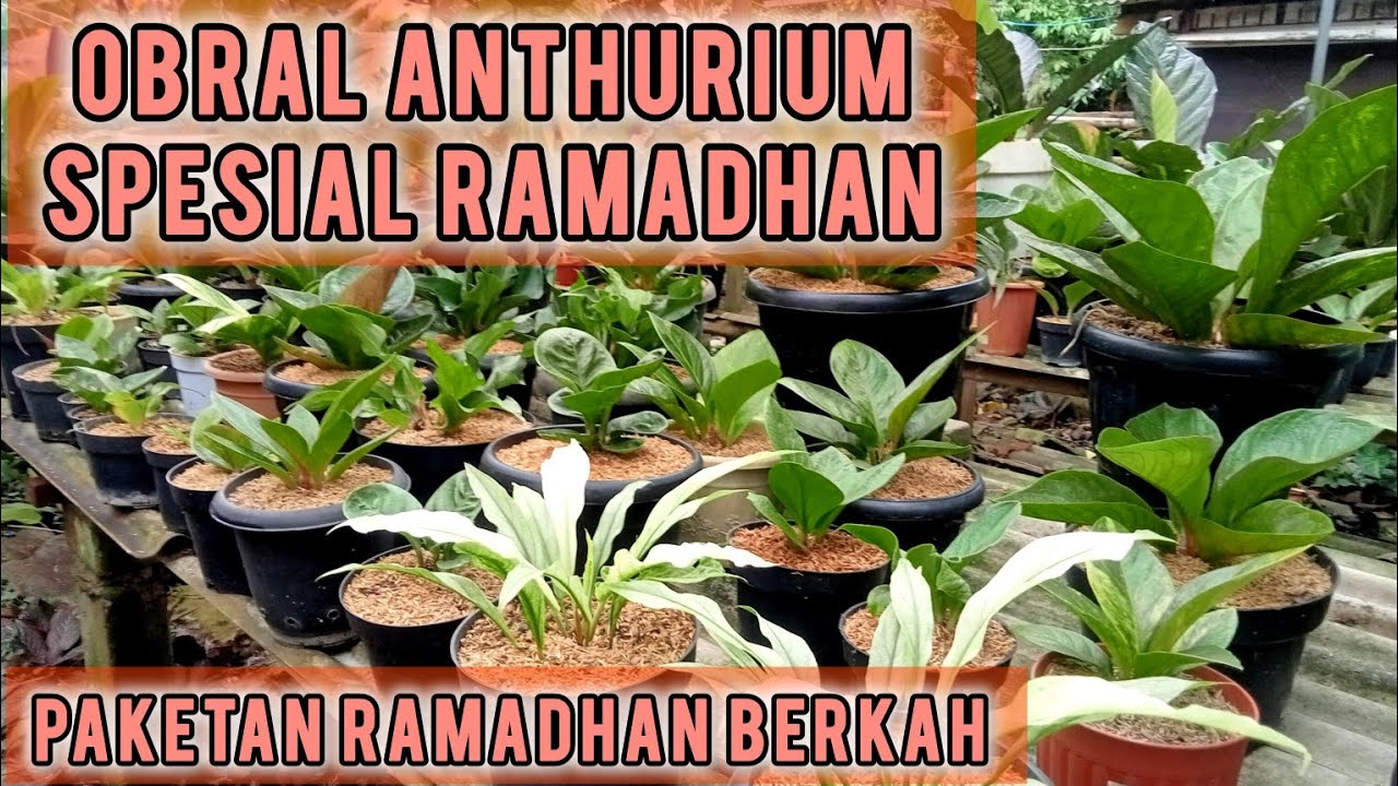 KOLEKSIAN DIJAMIN EKONOMIS ‼️ ANTHURIUM HARGA SENANG KUALITAS PUN MENYENANGKAN ,ADA PAKET HEMAT JUGA