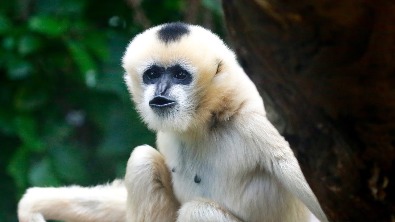 Gibbons moving in