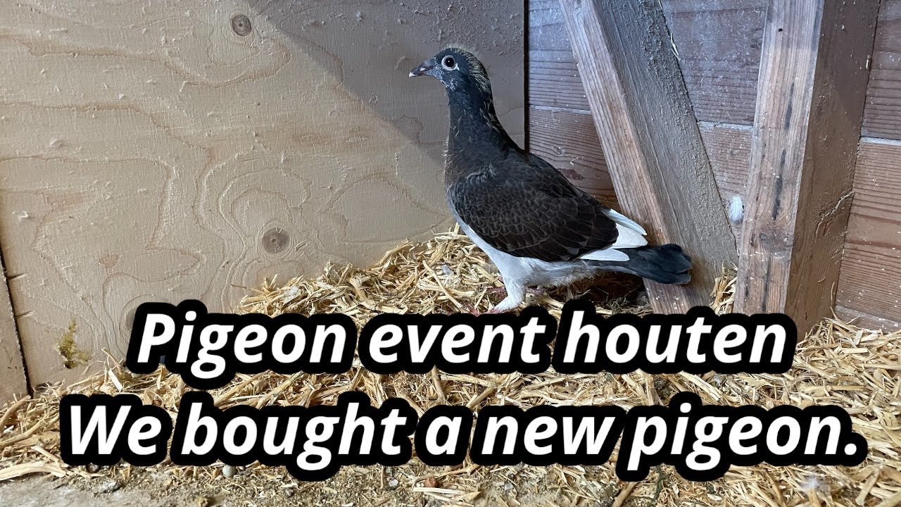 Pigeon Event Houten | And we bought a new pigeon from? |