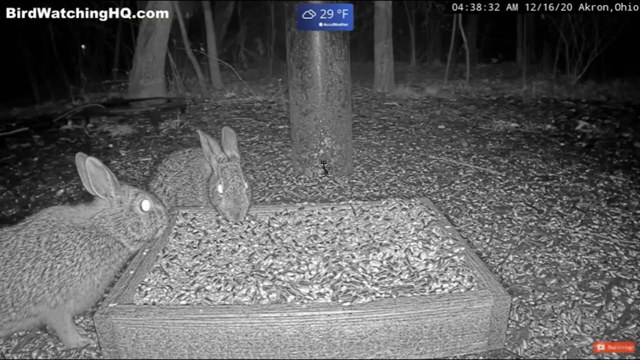 Kiss Makes Bunny Hop!! 😁🐇😘 ... Bird Watching HQ  Akron, OH