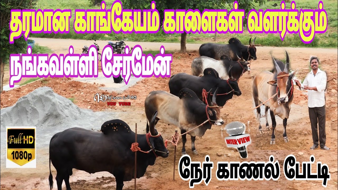 கெத்து காட்டியகாளைகள்|Nangavali chairmanGowthamSathishkarthik|Interview | Kangeyam Bull preparation