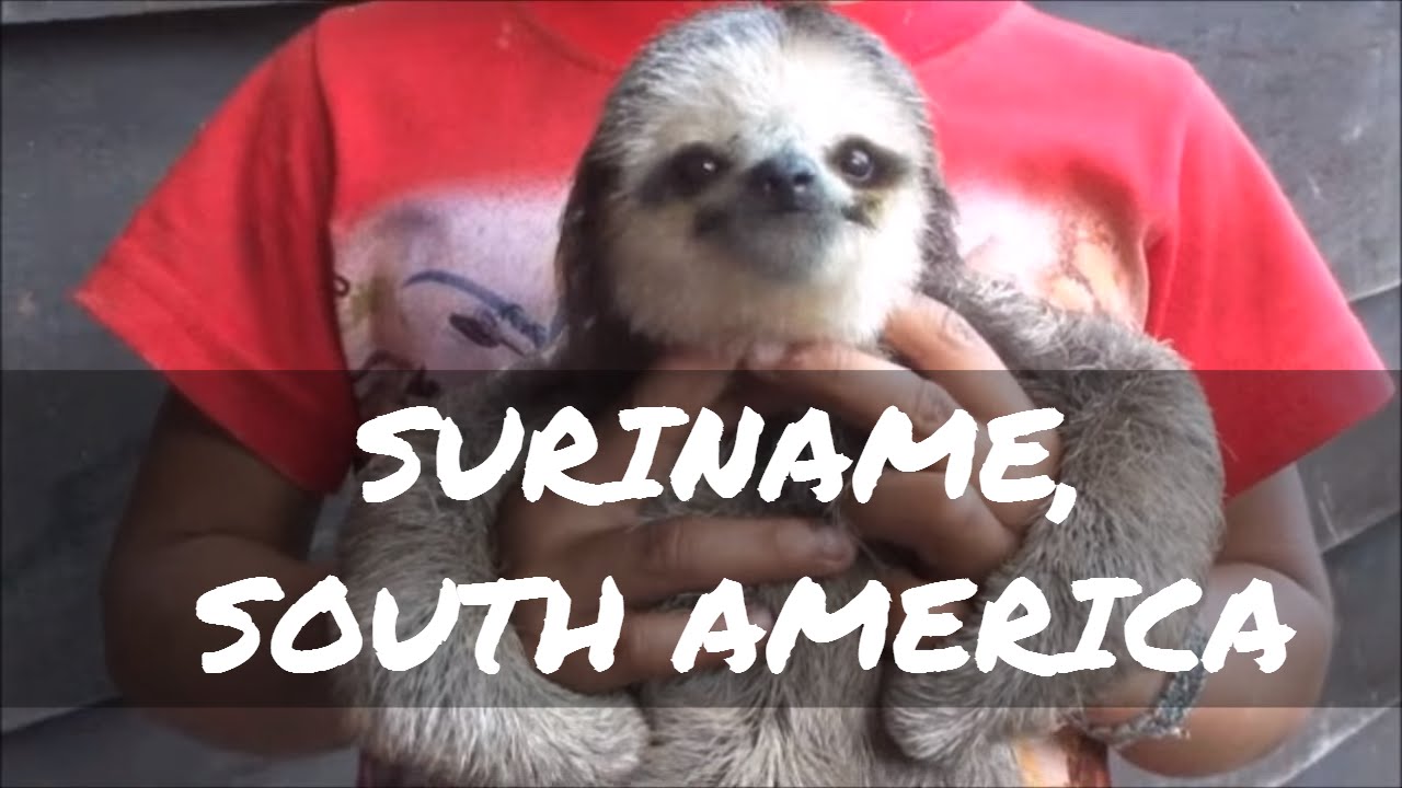 Apetina Suriname