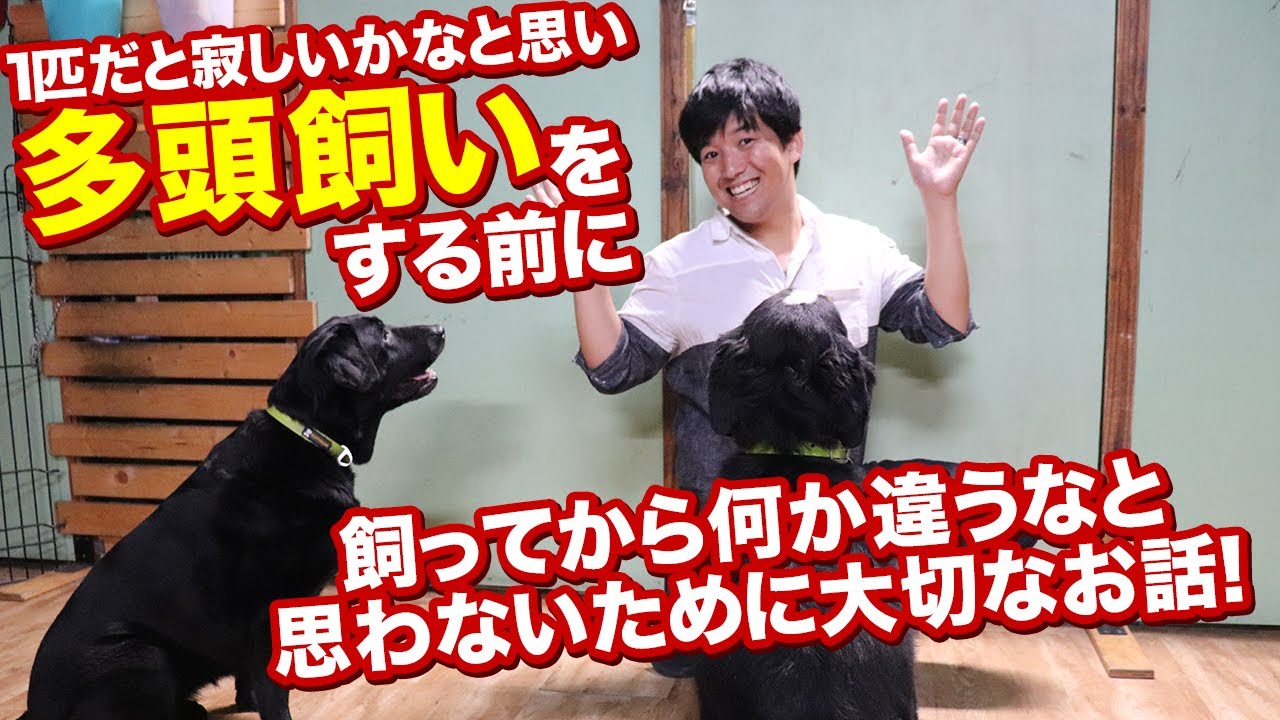 愛犬が1匹だと寂しいかなと思い多頭飼いをする前に大切なお話。飼ってから何か違うなと思わないために