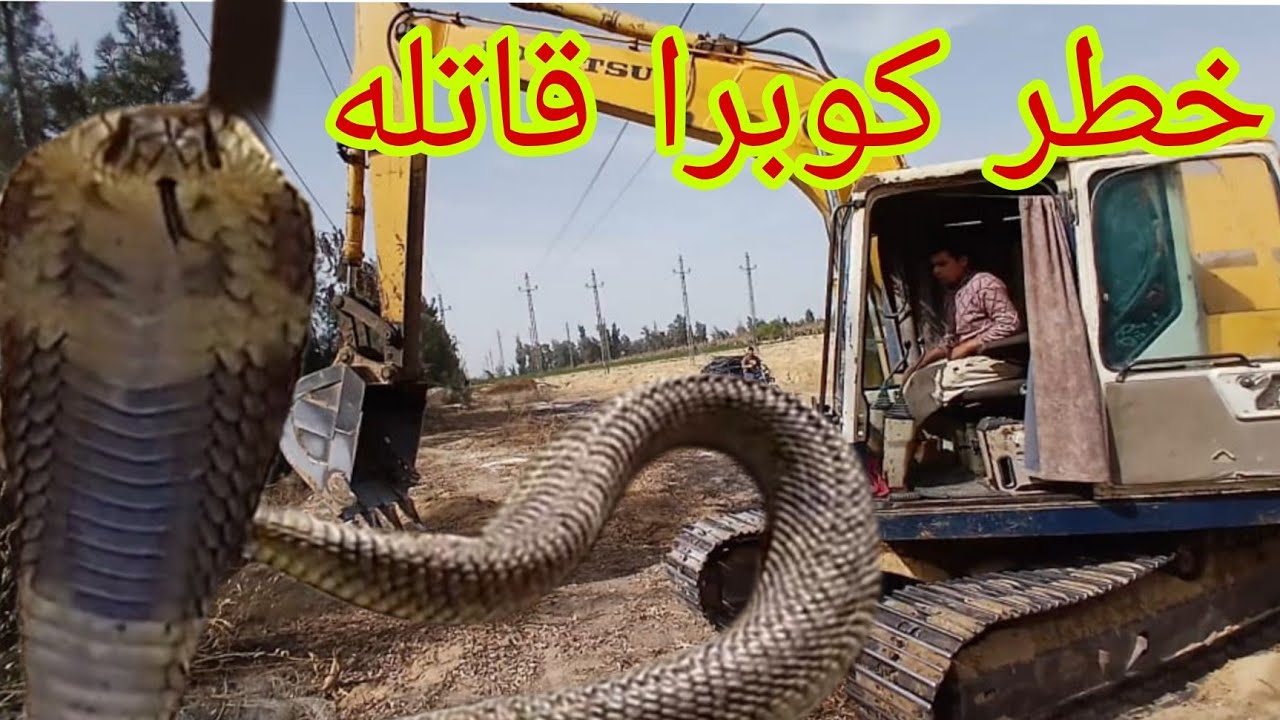 صيد كوبرا بالحفار