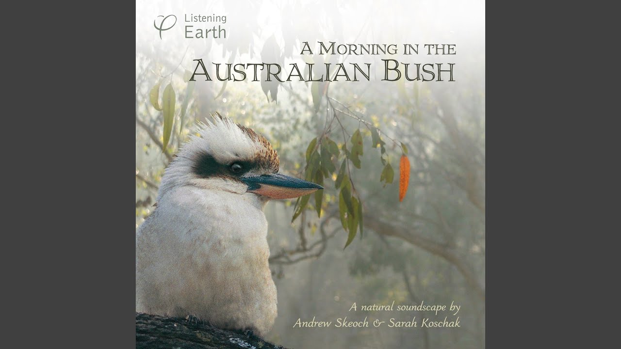 Swift Parrots and Willie Wagtail