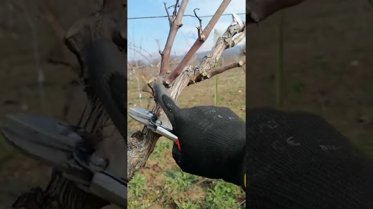 Genç Çiftçi 👨‍🌾 Bağ Budama (Narince Üzümü Tokat /Üzümören)21.02.2022
