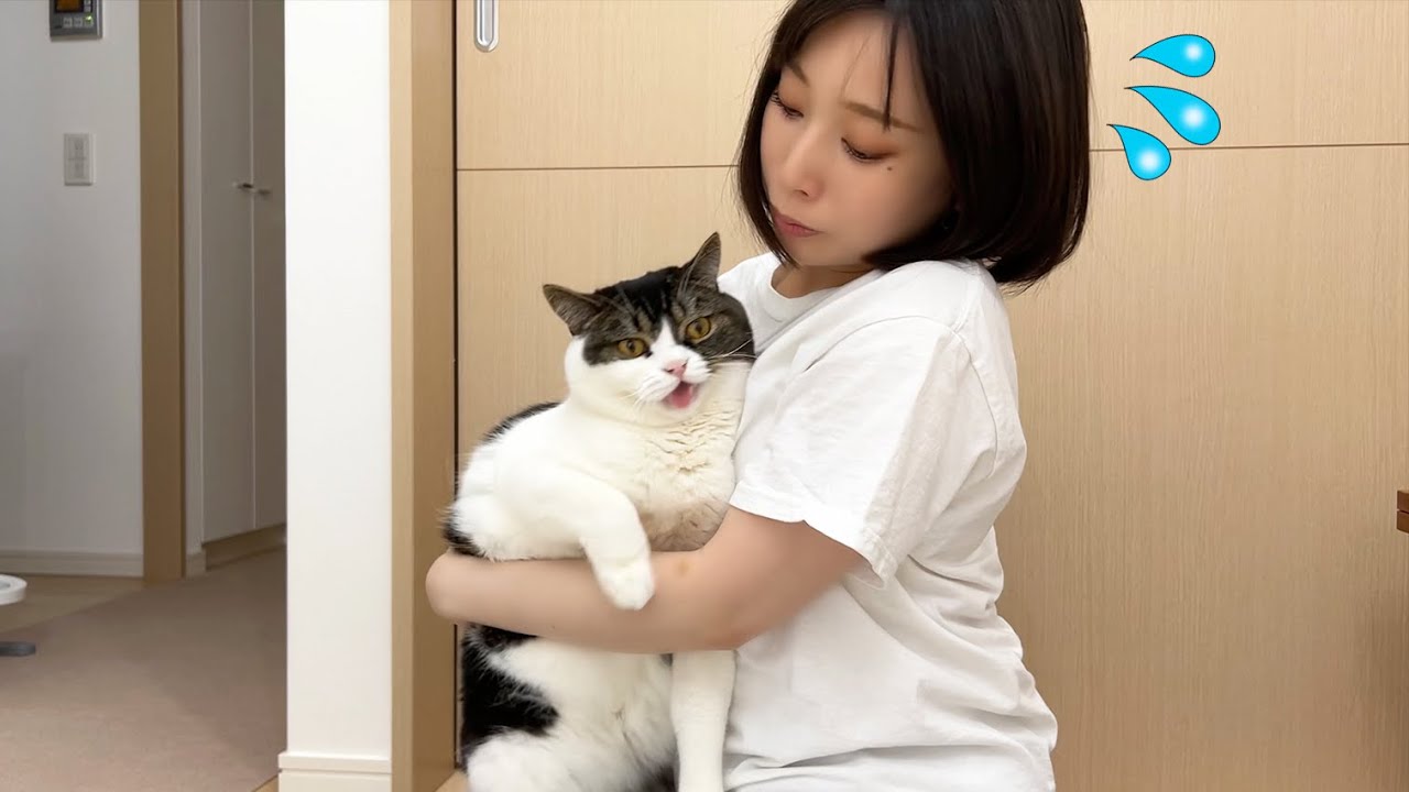 息子猫に大嫌いな肛門腺絞りをしたらガチギレされて大変なことに…