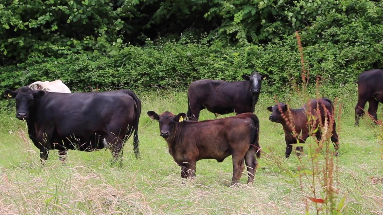 Rebuilding soil with livestock: one farmer's story