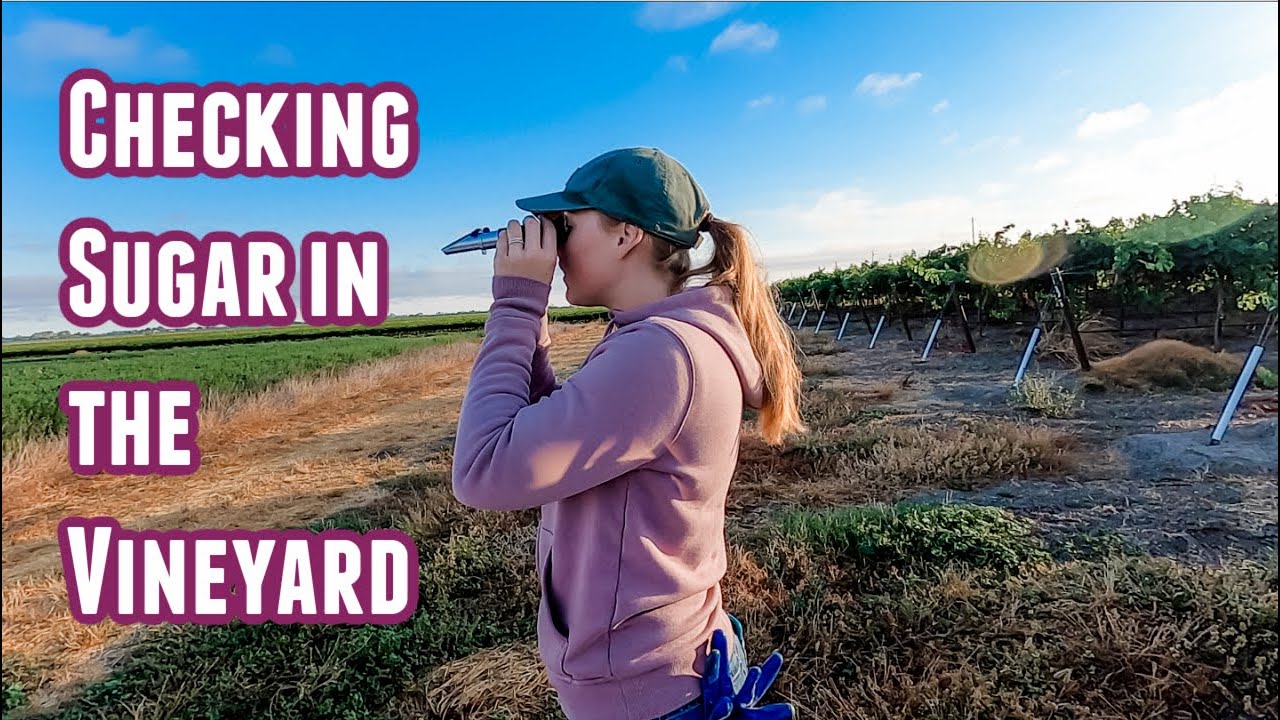 Checking Sugar (Brix) in the Vineyard