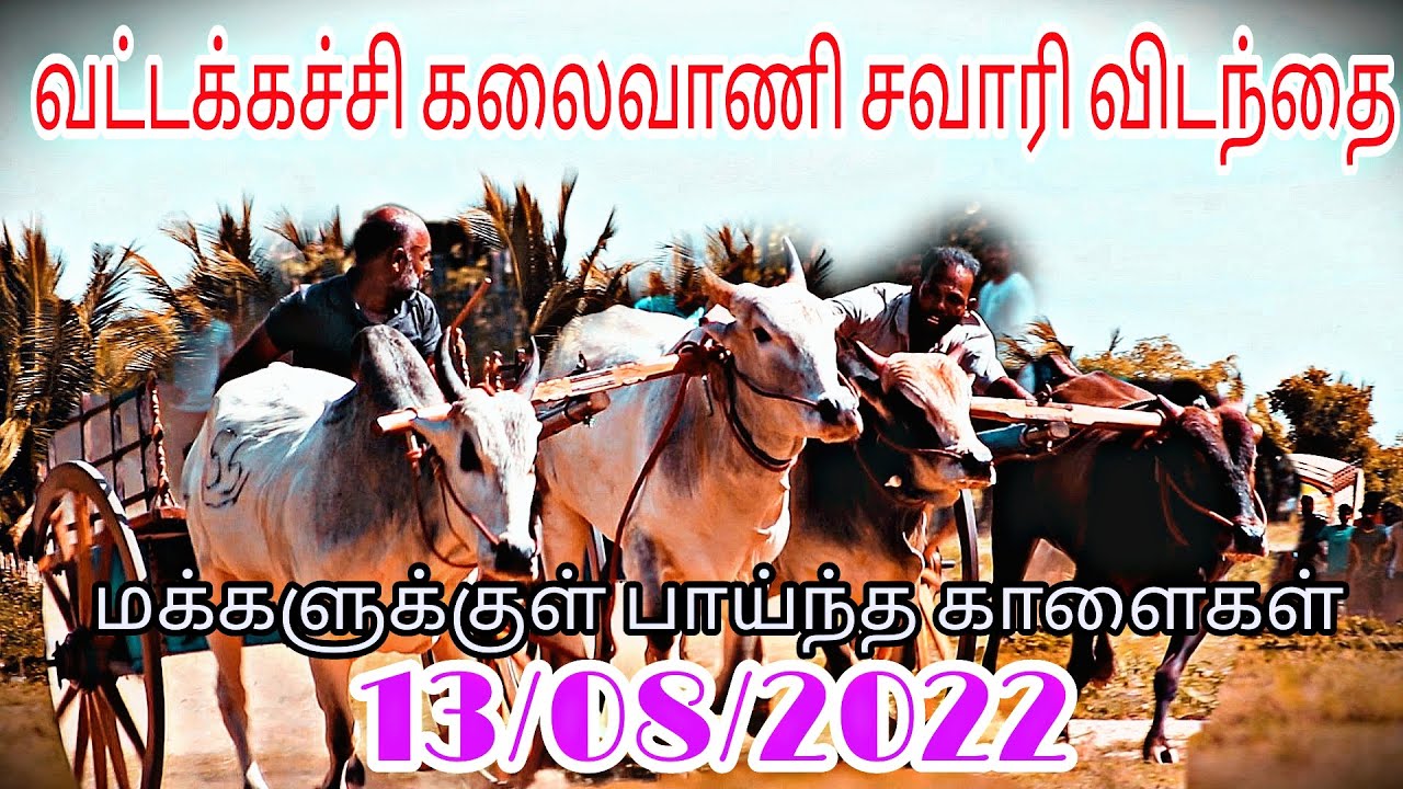 மாட்டு வண்டில் சவாரி போட்டி 13 /08/2022  வட்டக்கச்சி கலைவாணி விடந்தை