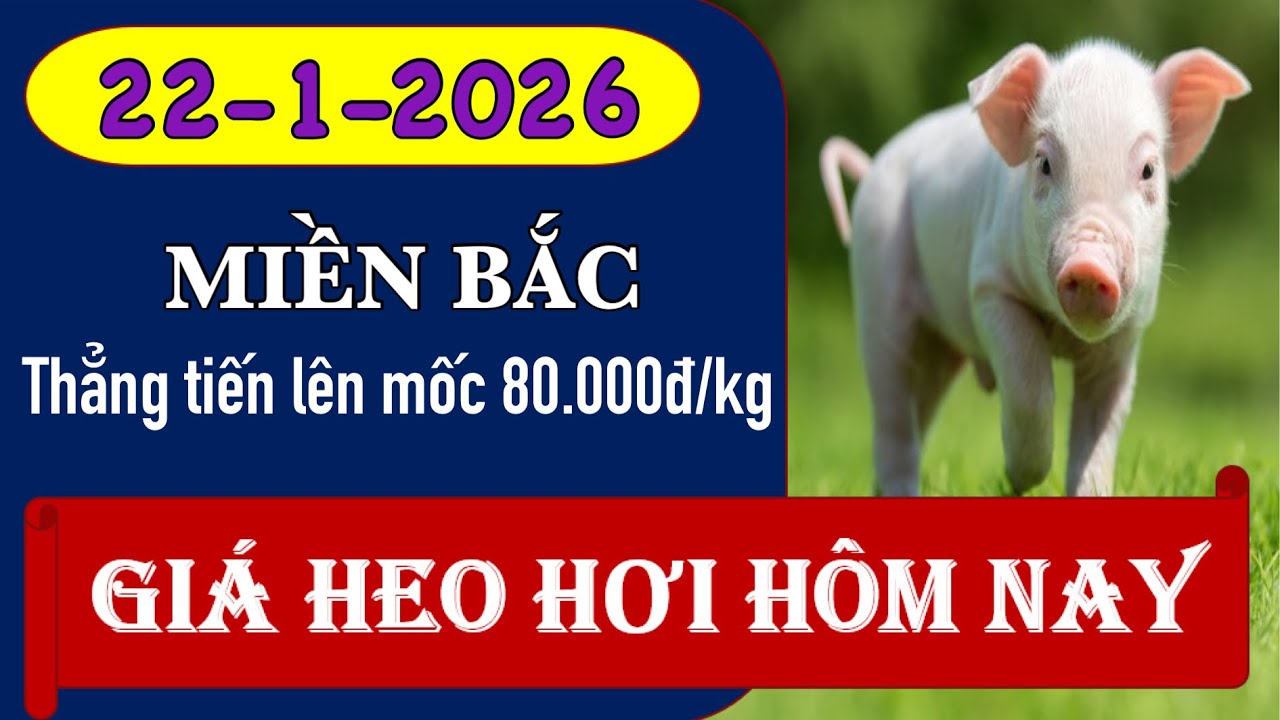 Giá heo hơi hôm nay 22/1/2026 - Thẳng tiến lên giá 80.000 đồng/kg