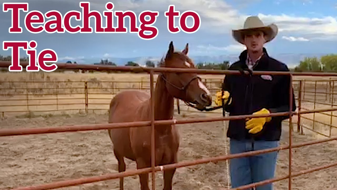Teaching a Young Horse to Tie - Justin Hatfield