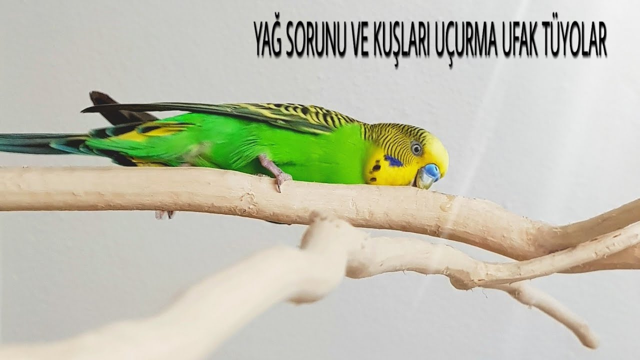YAĞLANAN KUŞLARIN YAĞI NASIL ERİTİLİR / NE SIKLIKLA UÇURMALIYIZ / KUŞLARIMA DOĞAL ORTAM HAZIRLADIM