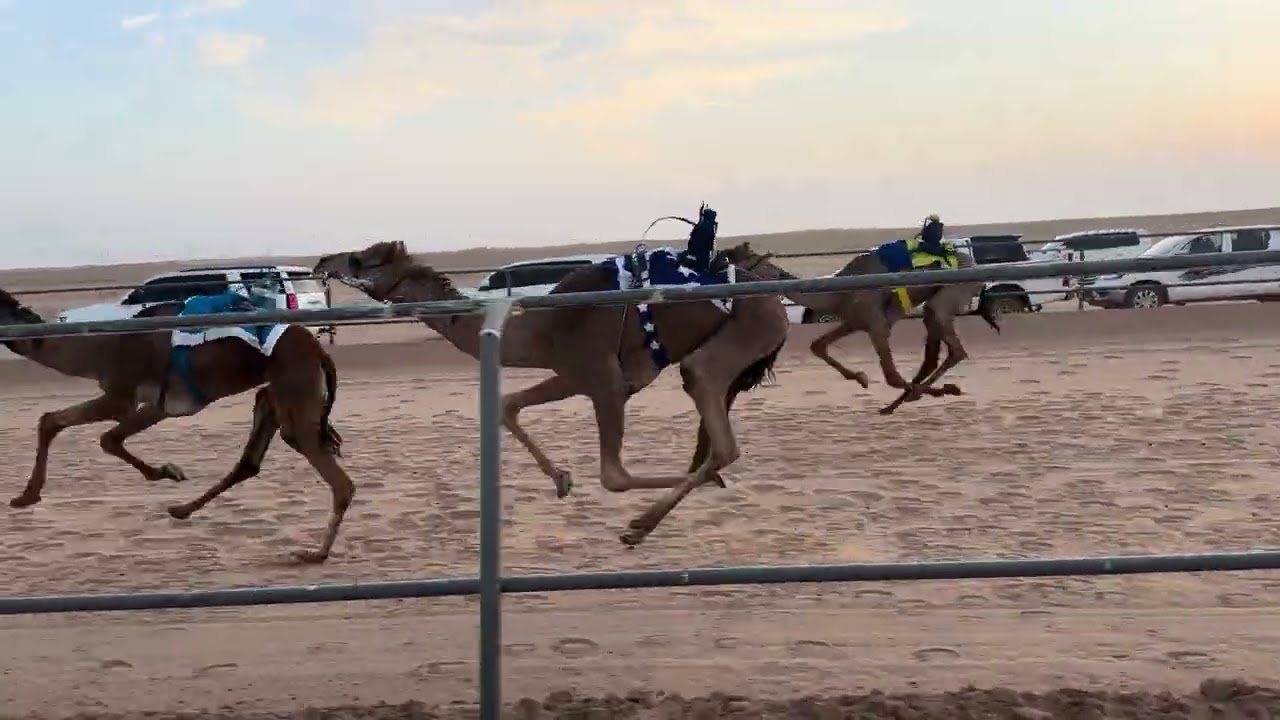 الشوط الاول بكار لقايا / افراح صالح رحيل العنزي