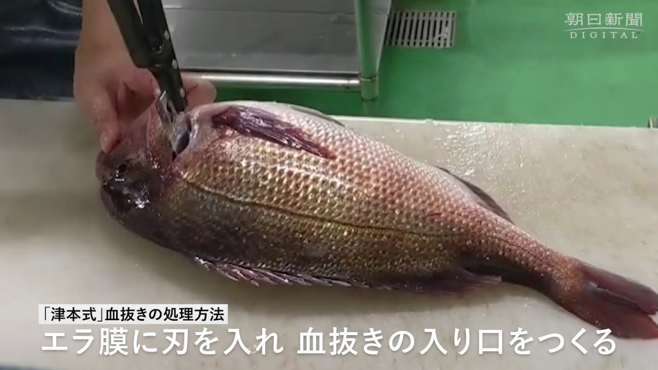 常識覆す「津本式　究極の血抜き」　魚の長期保存に光
