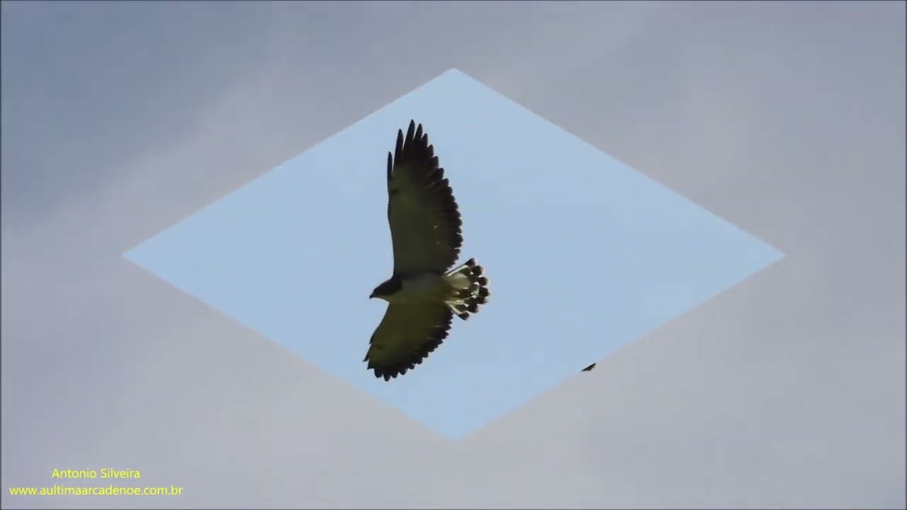 Gavi&atilde;o-de-rabo-branco em voando (Geranoaetus albicaudatus) por Antonio Silvira.